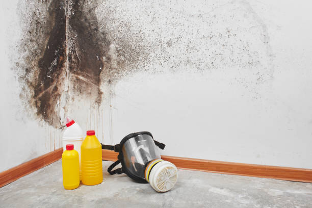 Office Mold Removal Services in Wauchula, FL
