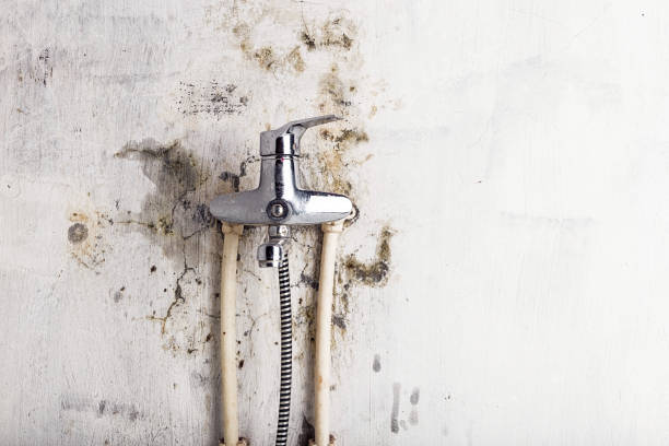 Best Professional Mold Removal  in Wauchula, FL