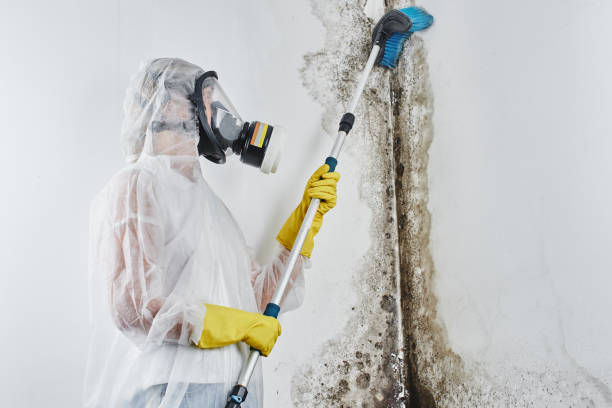 Best Crawl Space Mold Removal  in Wauchula, FL