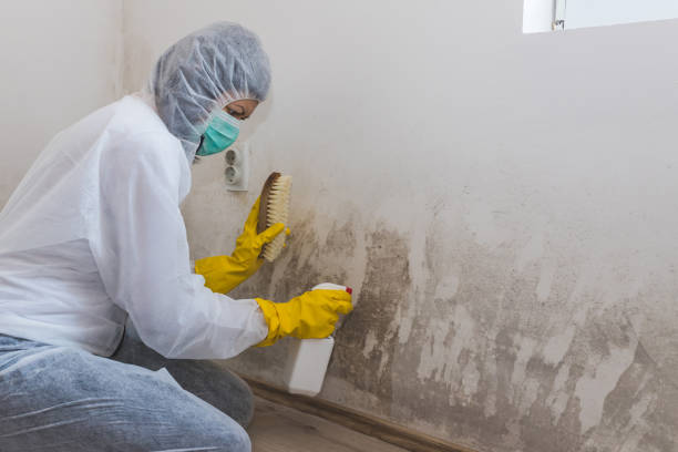 Best Mold Removal Process  in Wauchula, FL