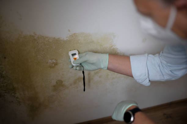 Best Toxic Mold Removal  in Wauchula, FL