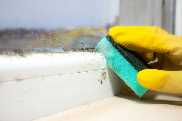 Mold Removal Process in Wauchula, FL