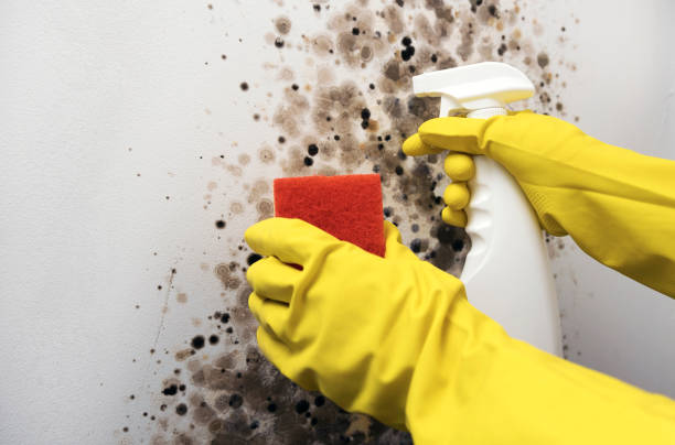 Best Mold Damage Repair  in Wauchula, FL